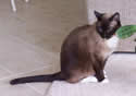 Sugar