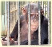 Chimpanzees